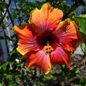 Meet your Posher, Robin